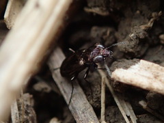 Notiophilus biguttatus