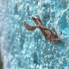 Lineodes