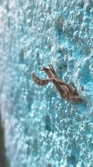 Lineodes