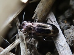 Notiophilus biguttatus