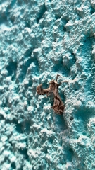 Lineodes