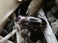 Notiophilus biguttatus
