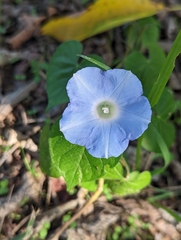 Ipomoea hederacea