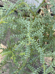 Parkinsonia microphylla