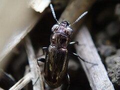 Notiophilus biguttatus