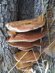 Inonotus