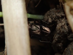 Notiophilus biguttatus