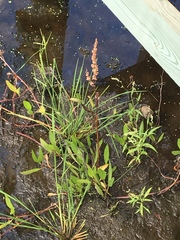 Rumex verticillatus