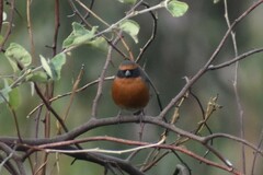 Poospiza rubecula