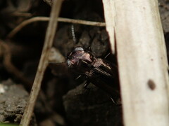 Notiophilus biguttatus