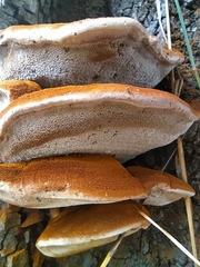 Inonotus