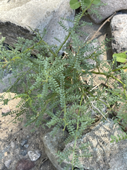 Parkinsonia microphylla