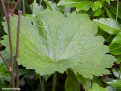Ranunculus cortusifolius