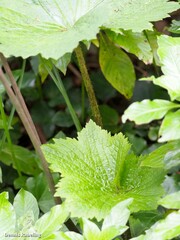 Ranunculus cortusifolius