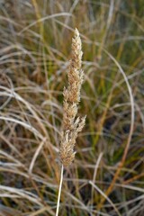 Calamagrostis stricta