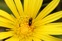 Phalacridae