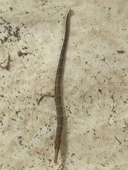 Syngnathus