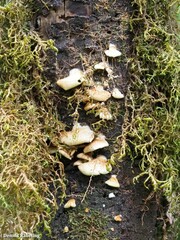 Antrodiella
