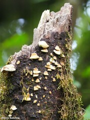 Antrodiella