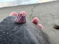 Paraconcavus pacificus