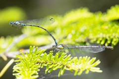 Chromagrion conditum