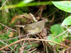 Phylloscopus canariensis