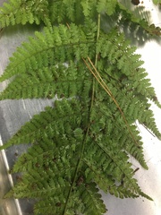 Dryopteris campyloptera