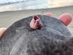 Paraconcavus pacificus