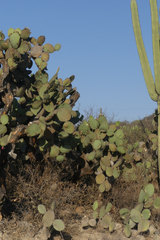 Opuntia pilifera
