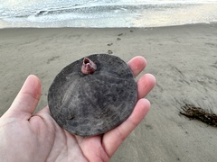 Paraconcavus pacificus