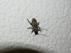 Adetaptera