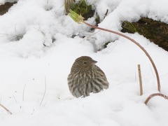 Geospizopsis unicolor
