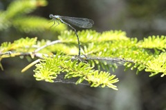 Chromagrion conditum