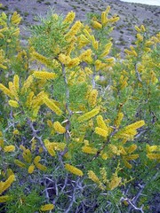 Prosopis denudans