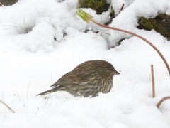 Geospizopsis unicolor