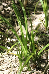 Scirpus sylvaticus