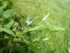 Hayhurstia atriplicis
