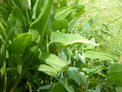 Hayhurstia atriplicis