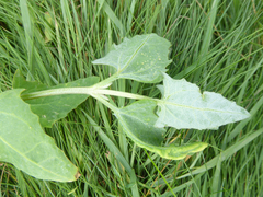 Hayhurstia atriplicis