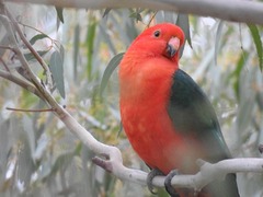 Alisterus scapularis