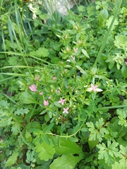 Centaurium erythraea