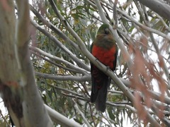 Alisterus scapularis