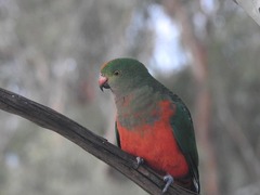 Alisterus scapularis