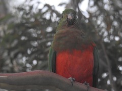 Alisterus scapularis