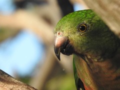 Alisterus scapularis