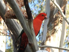 Alisterus scapularis