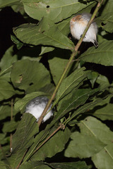 Batis mixta
