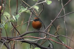 Poospiza rubecula