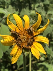 Euphoria subtomentosa