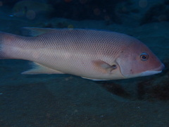 Bodianus pulcher